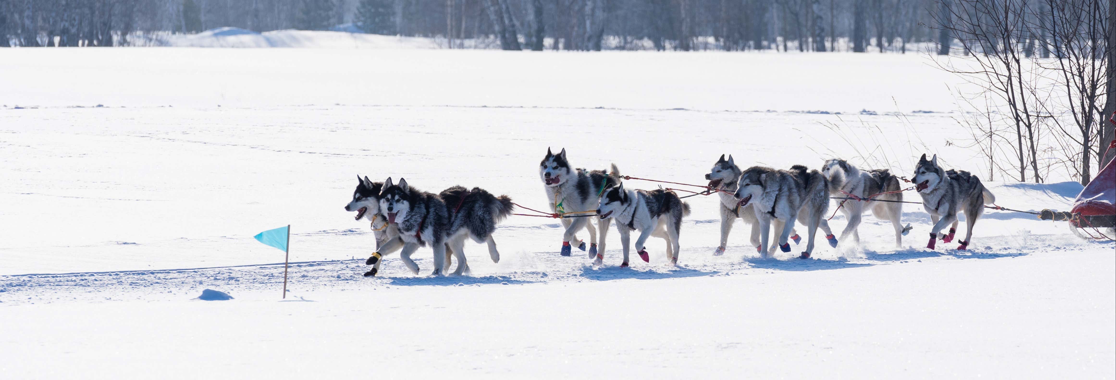 Grandvalira Dog Sled Ride
