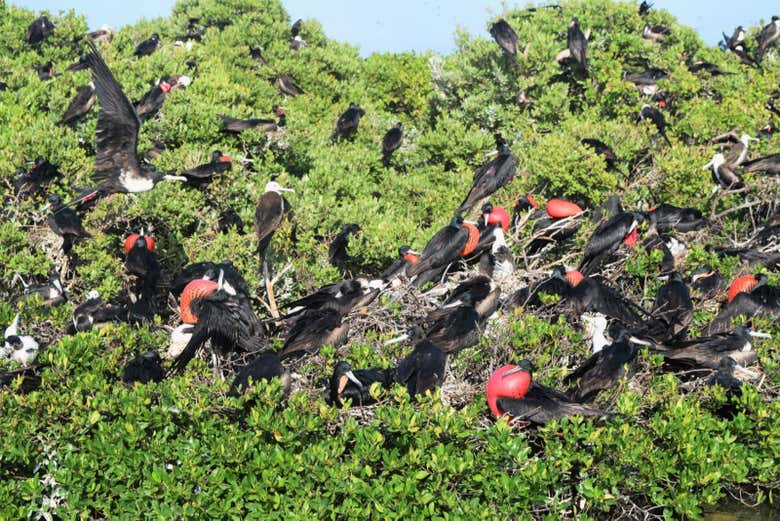 Bird sanctuary - Bird sanctuary
