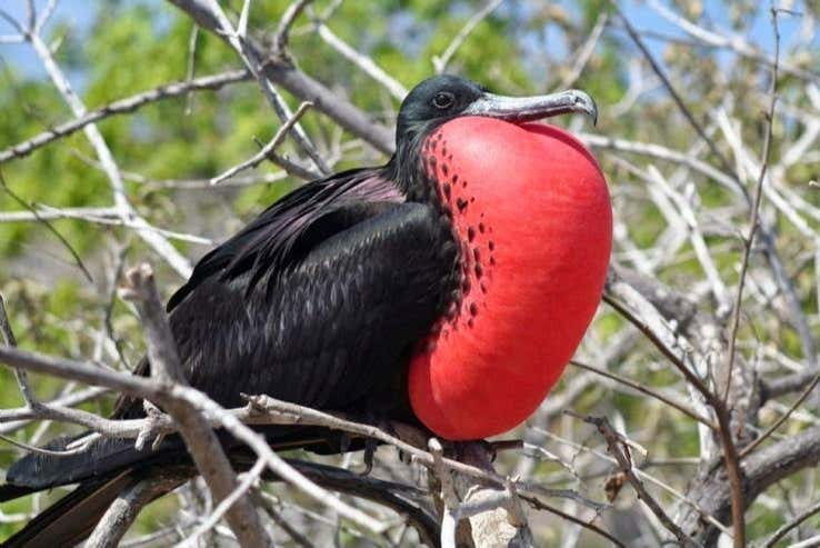 Fregatebird - Fregatebird