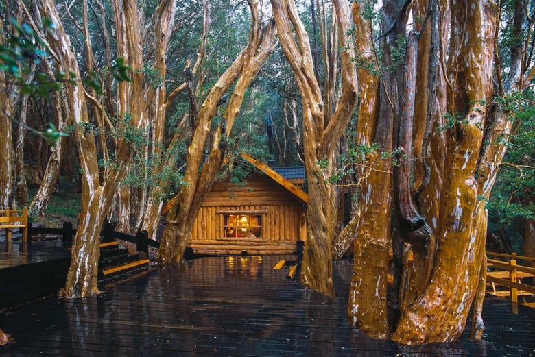 Cabana no bosque de murta