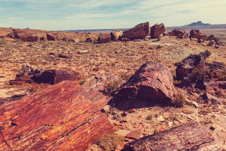 The Petrified Forest of Barreal