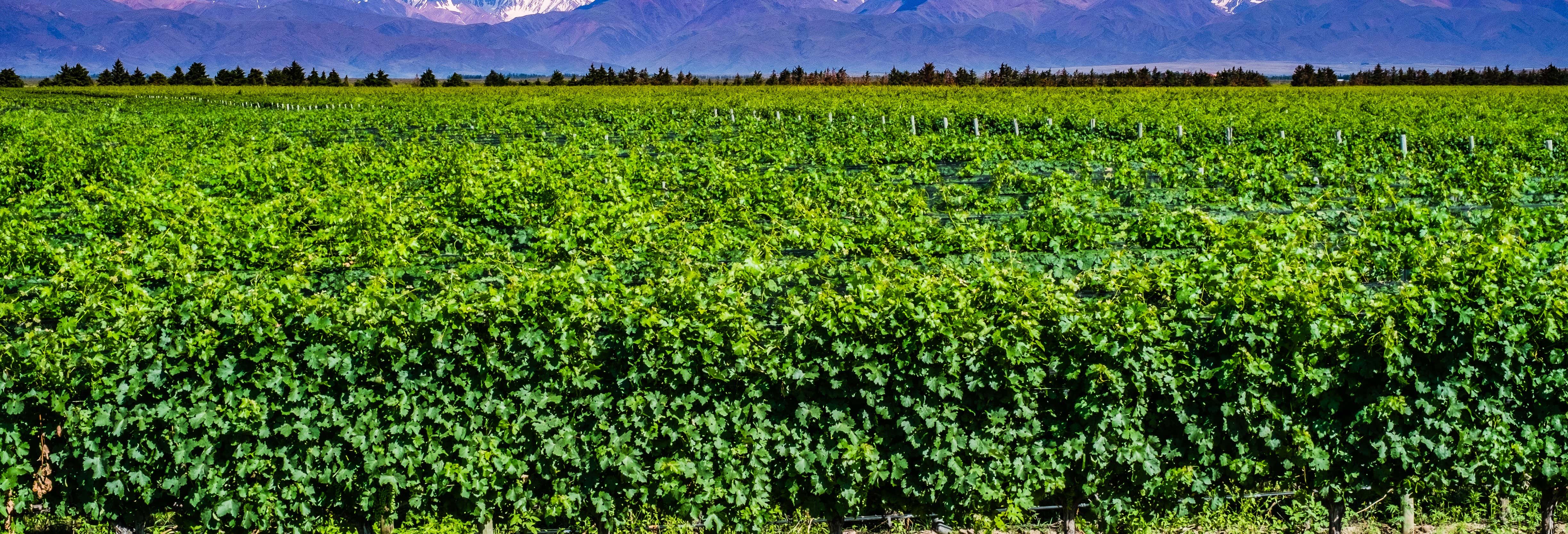 Excursión privada a las bodegas de Mendoza desde Buenos Aires