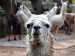 Llama at the Buenos Aires Eco-Park