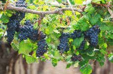 Tour do vinho por Cafayate