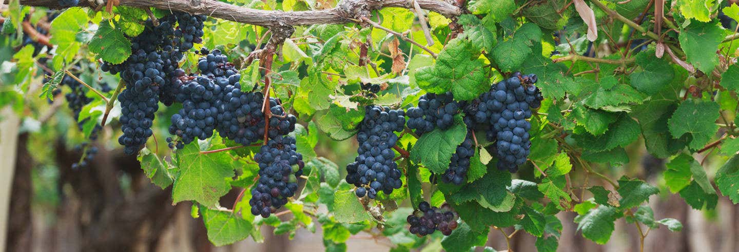 Tour do vinho por Cafayate