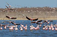 Ansenuza National Park Birdwatching Tour