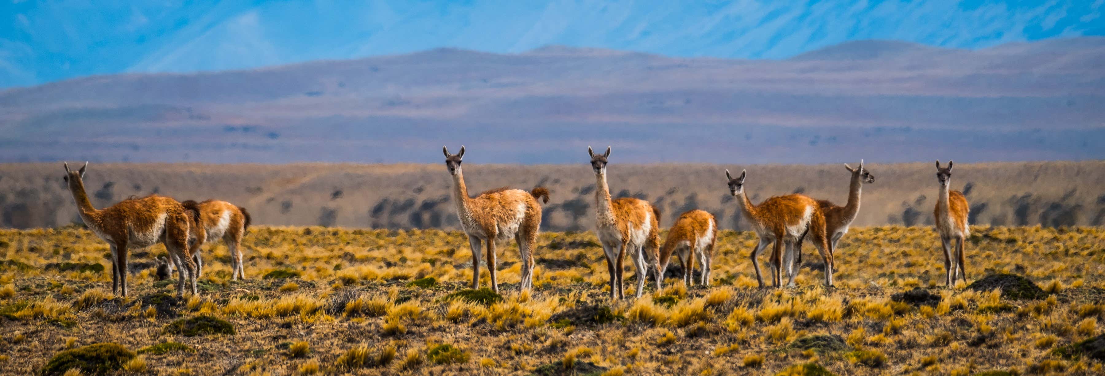 Safari a El Calafate