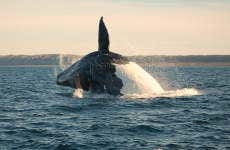 Escursione privata a Puerto Madryn e alla Penisola di Valdés