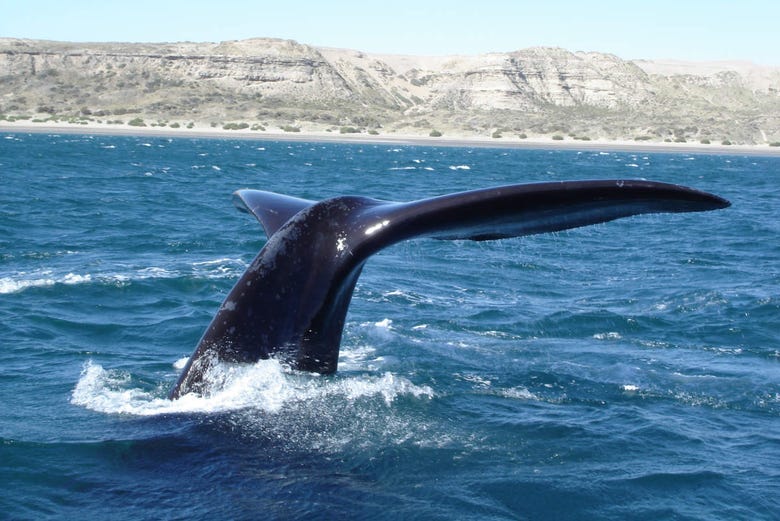 Avistamento de baleias na Península Valdés