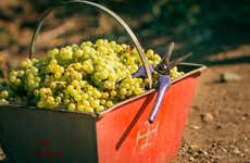 Bodegas de Luján de Cuyo + Cata de espumosos