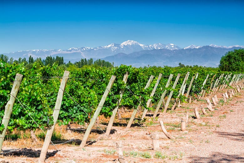 Vineyard with views of Aconcagua in the background