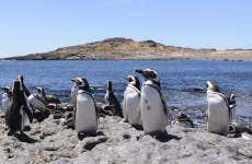 Excursão à ilha Pingüino