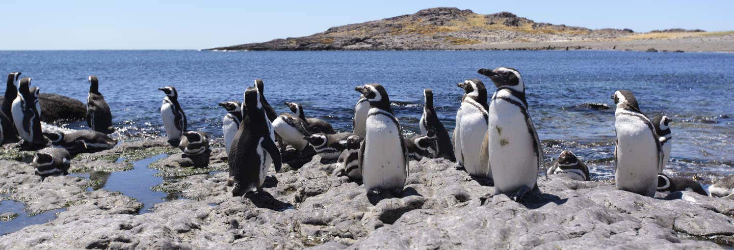 Excursão à ilha Pingüino