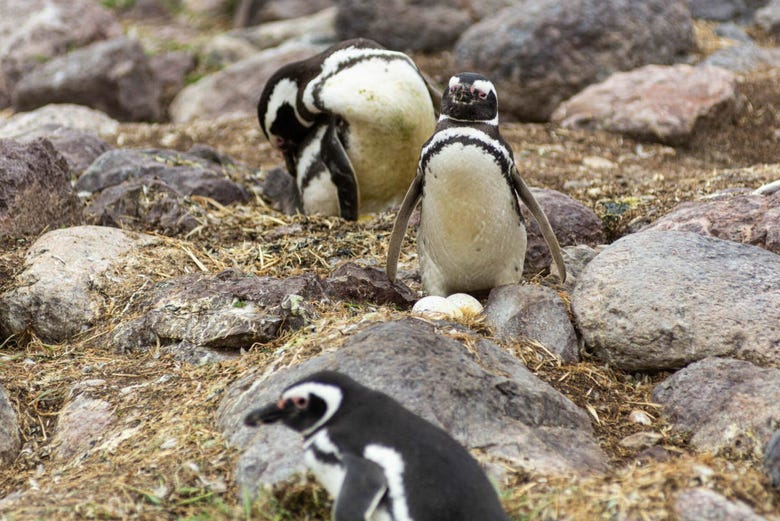 Veremos diversos exemplares de pinguins