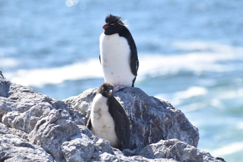 Animais da ilha Pingüino