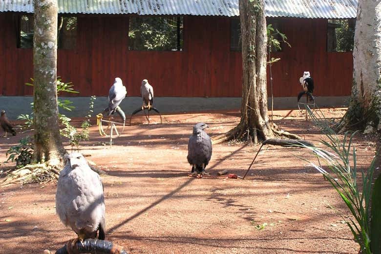 Excursión al refugio de animales silvestres Güirá Oga desde Puerto Iguazú