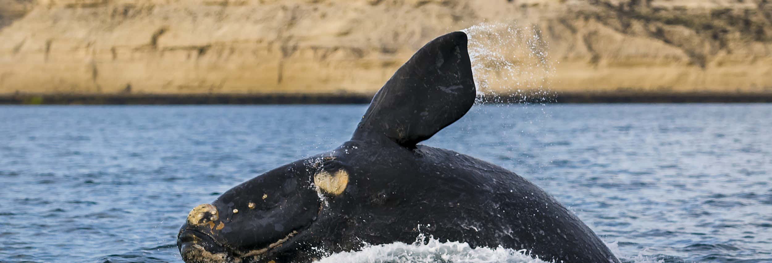 Avistamiento de ballenas en la Península Valdés