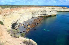 Observation de lions de mer à Punta Loma