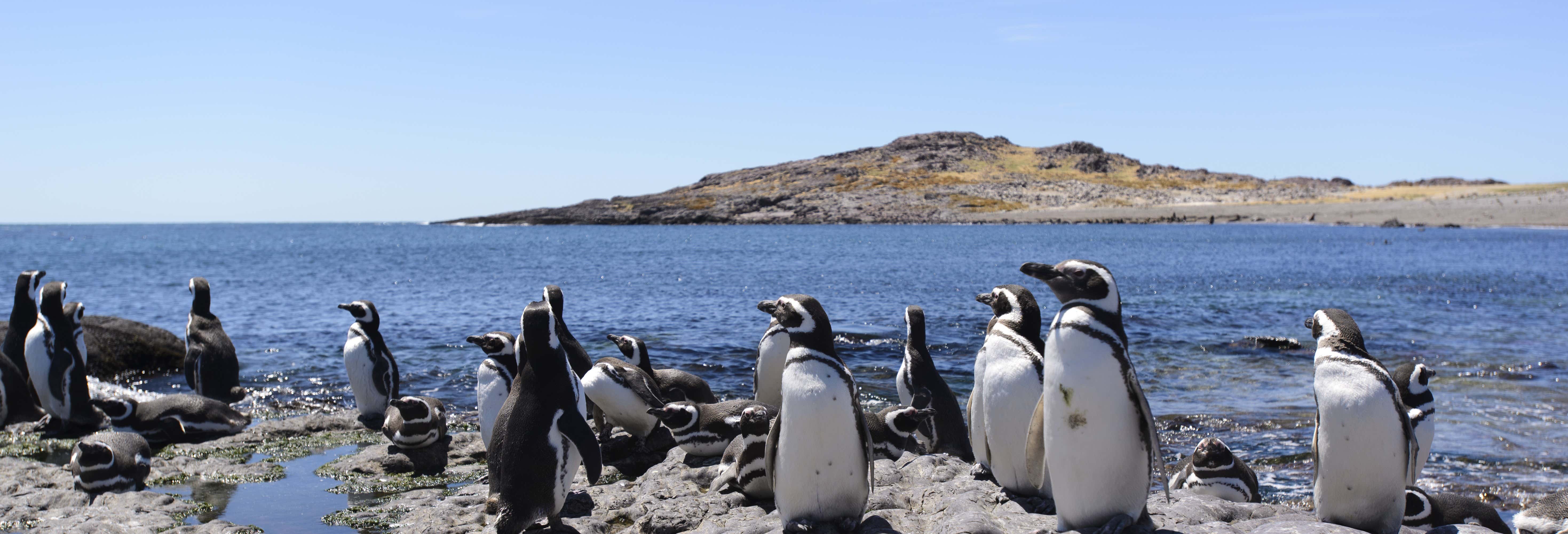 puerto madryn penguin tours