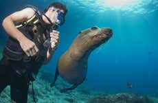 Plongée avec les lions de mer à Punta Loma