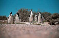 Estancia El Pedral y avistamiento de pingüinos