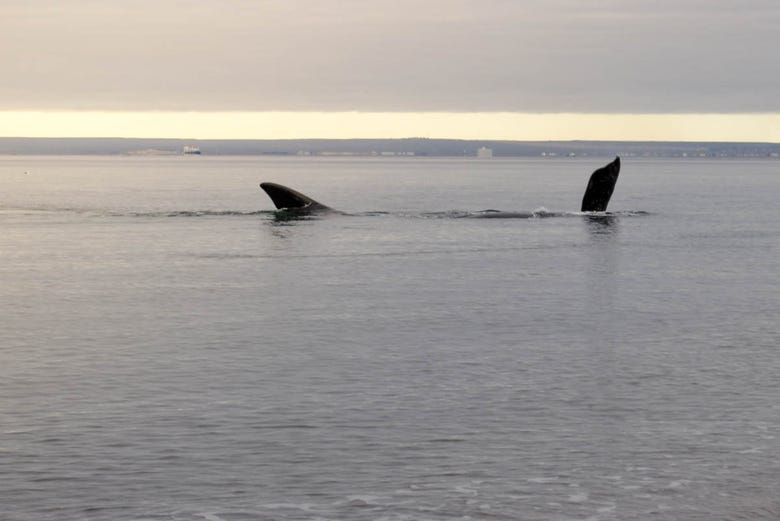 A whale in the bay of El Doradillo