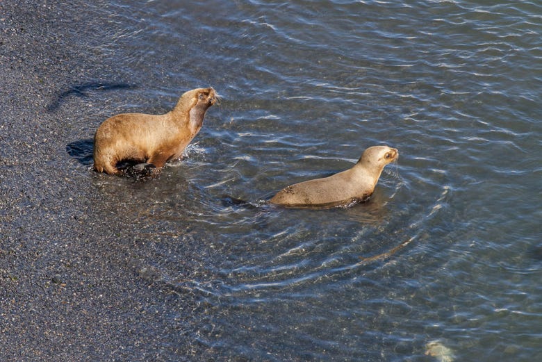 Sea lions in Punta Loma