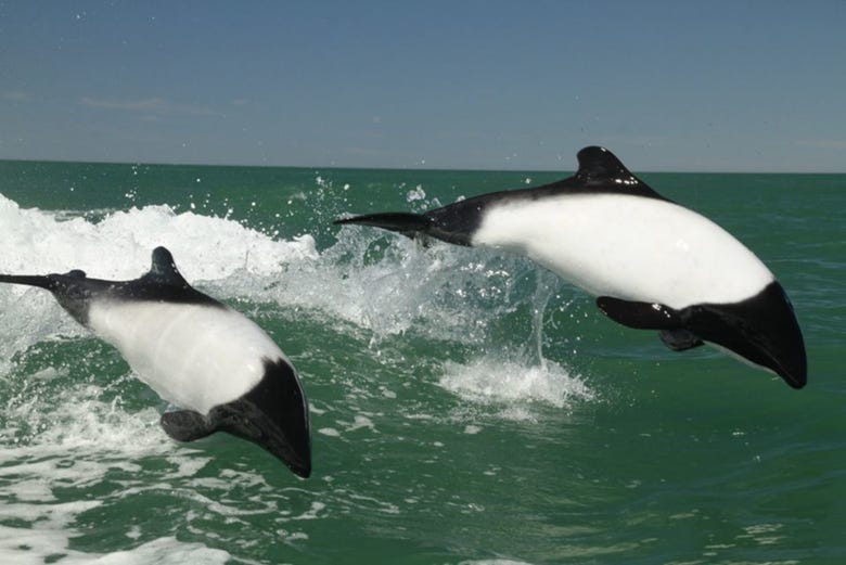 Delfini della Patagonia