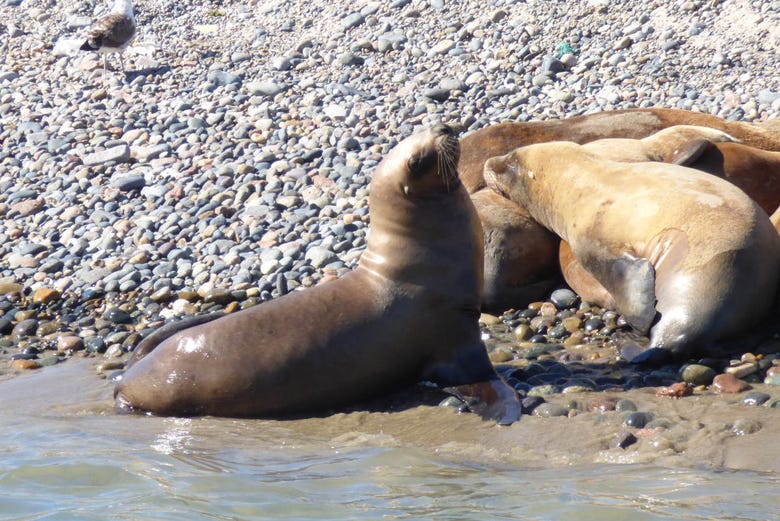 Punta Loma is home to a large number of sea lions