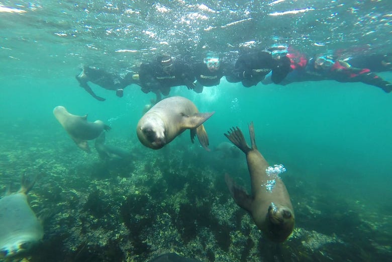 Lomo Sierra Diving Snorkel 