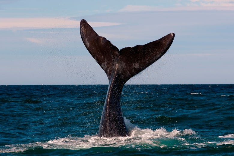 Orca sighting in Puerto Madryn