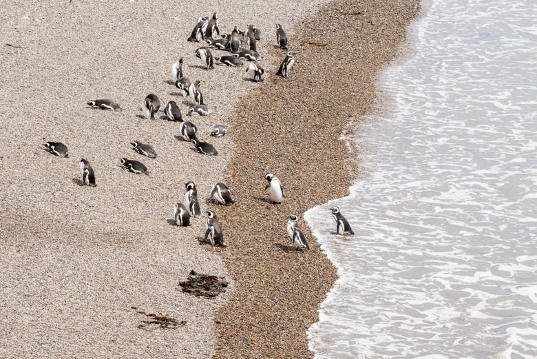 Pingüinos en la zona de Puerto Madryn