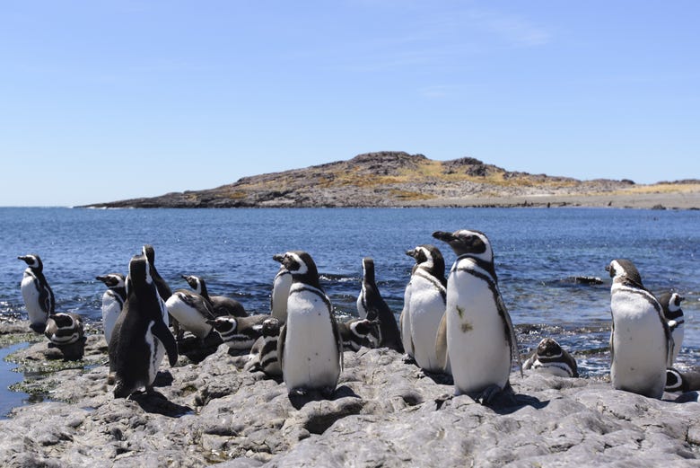 Pingüinos de Punta Tombo
