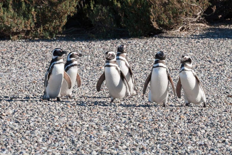Pingüinos caminando por la Reserva