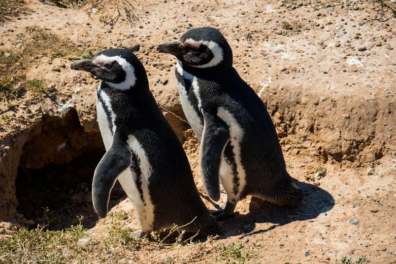 Pinguini nel loro habitat naturale