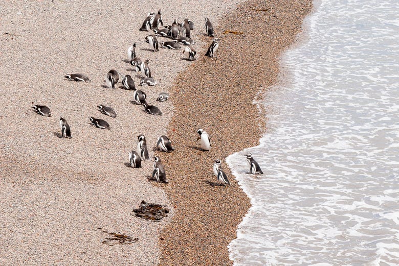 Colonia di pinguini di Punta Tombo