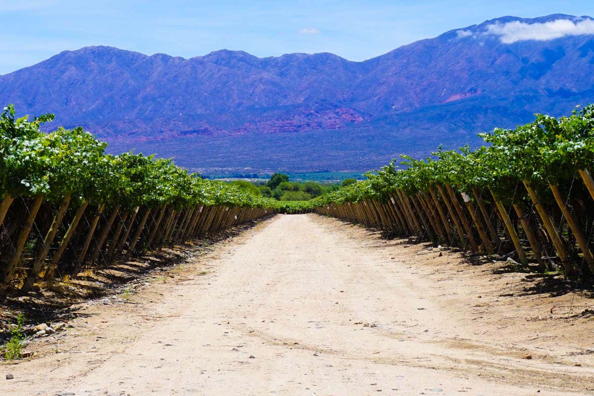 Tafí del Valle, ruinas de Quilmes y Cafayate desde Tucumán, San Miguel ...