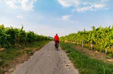 Tour por los caminos del vino en bicicleta