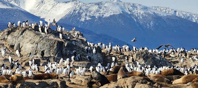 Colônia de pinguins na Ilha Martillo + passeio de barco pelo canal Beagle
