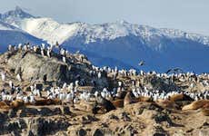 Colônia de pinguins na Ilha Martillo + Passeio de barco pelo canal Beagle