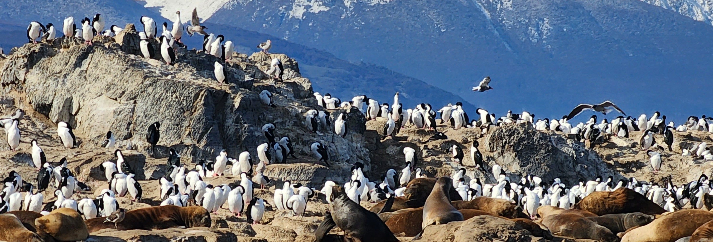 Colônia de pinguins na Ilha Martillo + Passeio de barco pelo canal Beagle