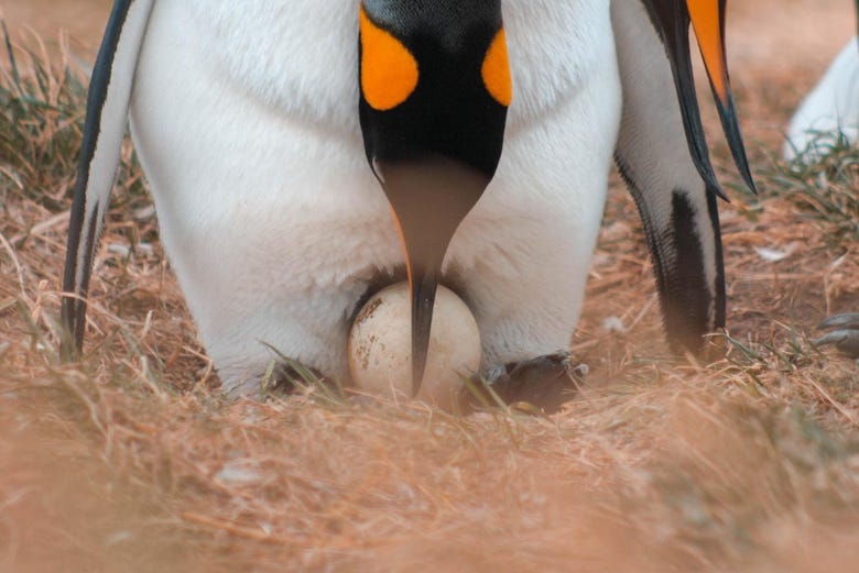 Pingüino protegiendo a su huevo