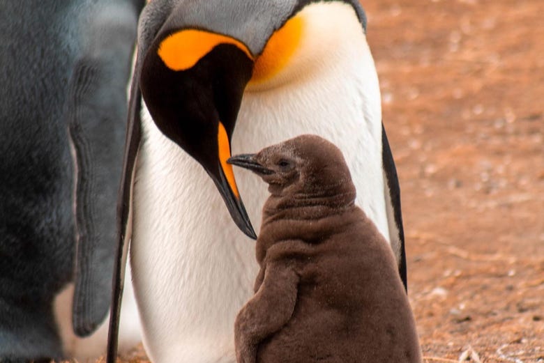 Pingüinos patagónicos