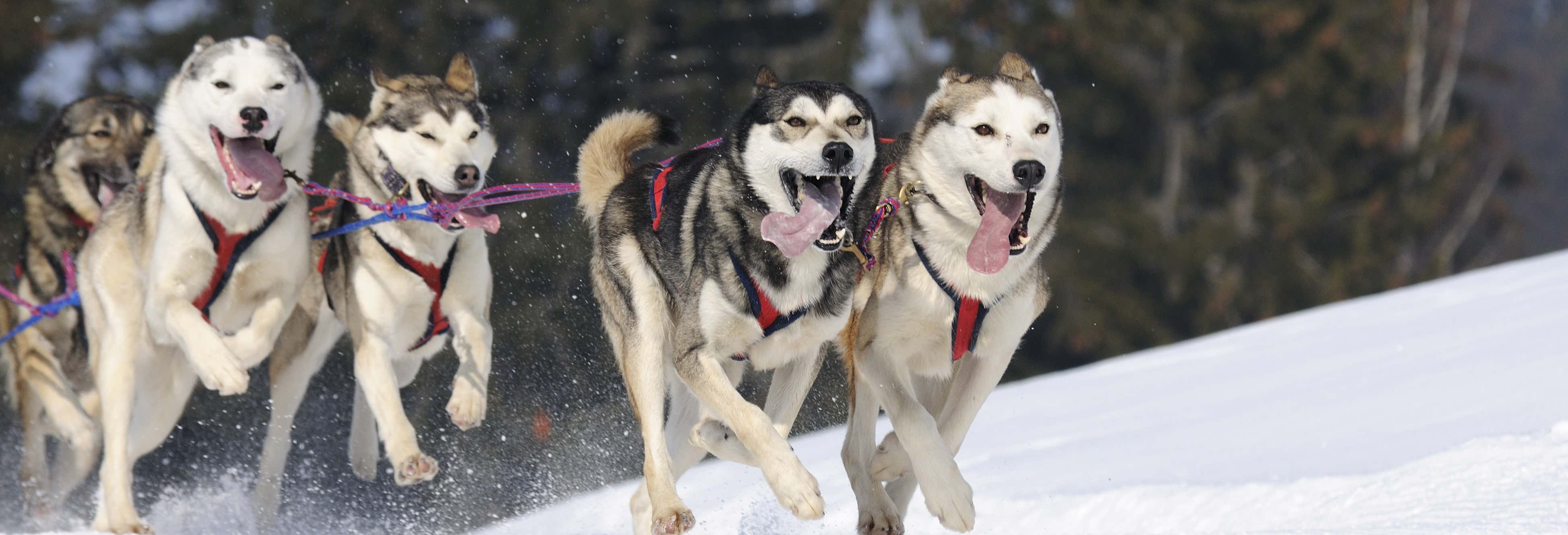 Paseo en trineo de perros husky
