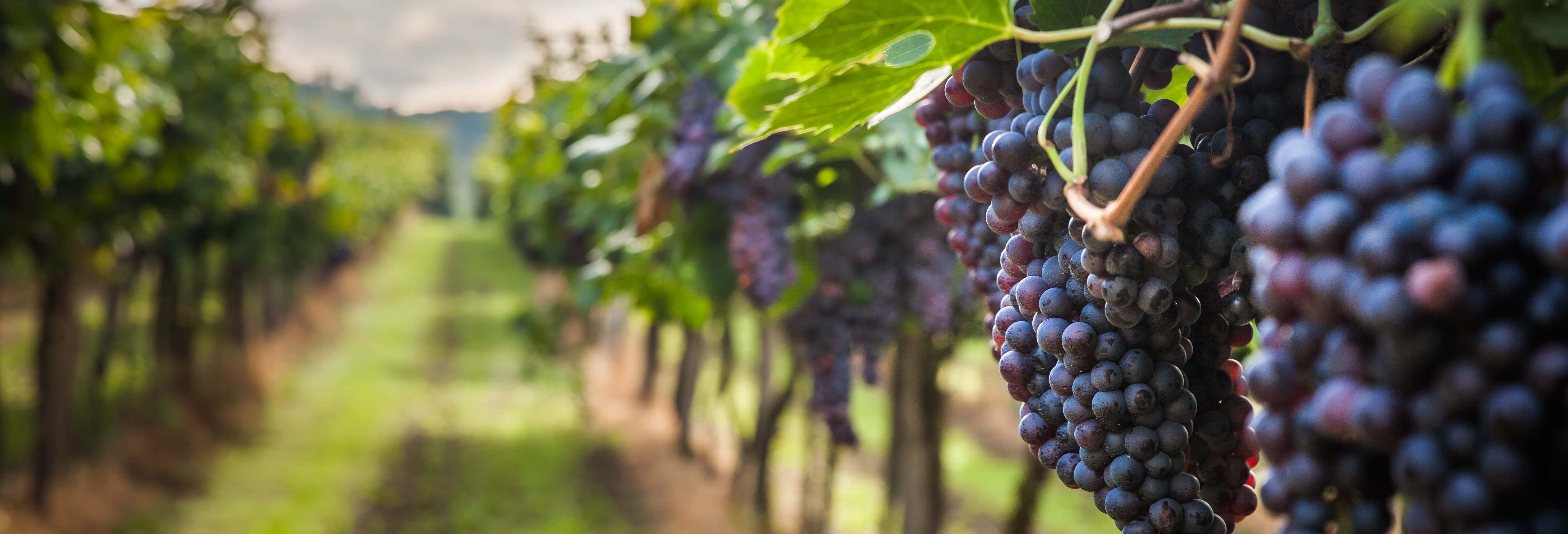 Visita a la bodega BordeRío