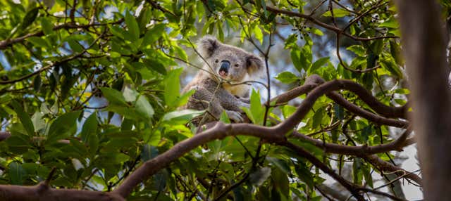 Australia Zoo Experience