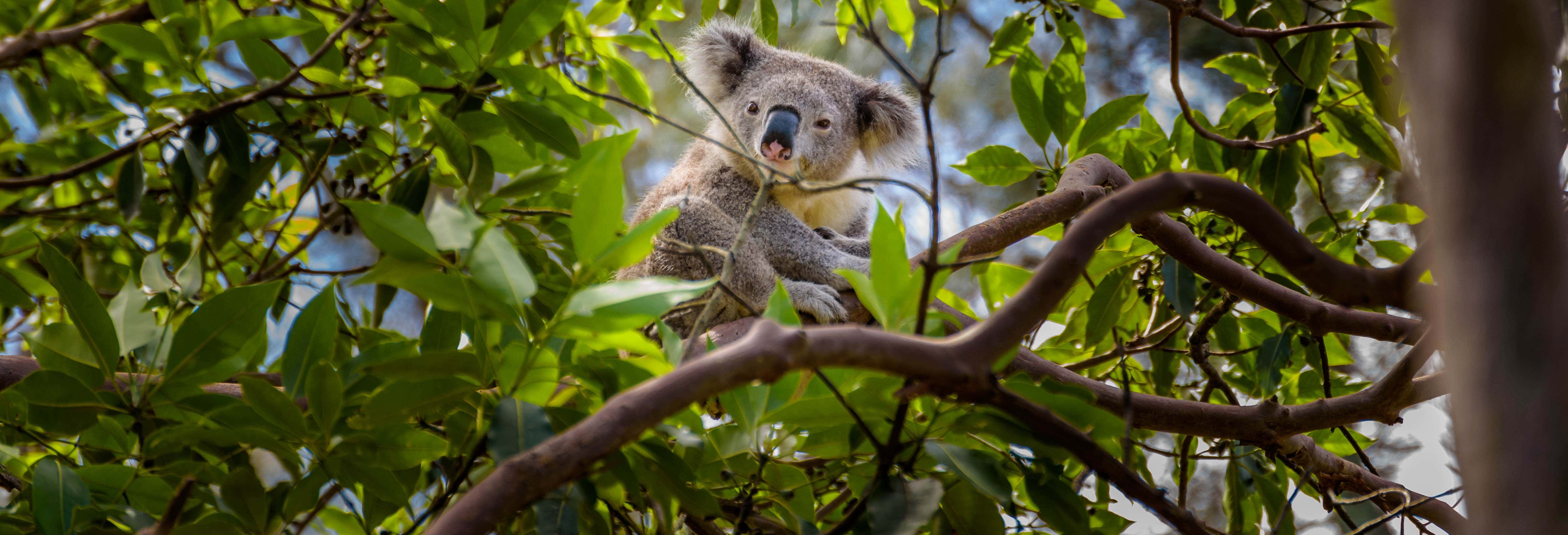 Escursione all'Australia Zoo