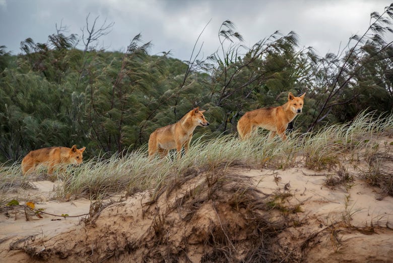 Wild dingoes on Fraser Island