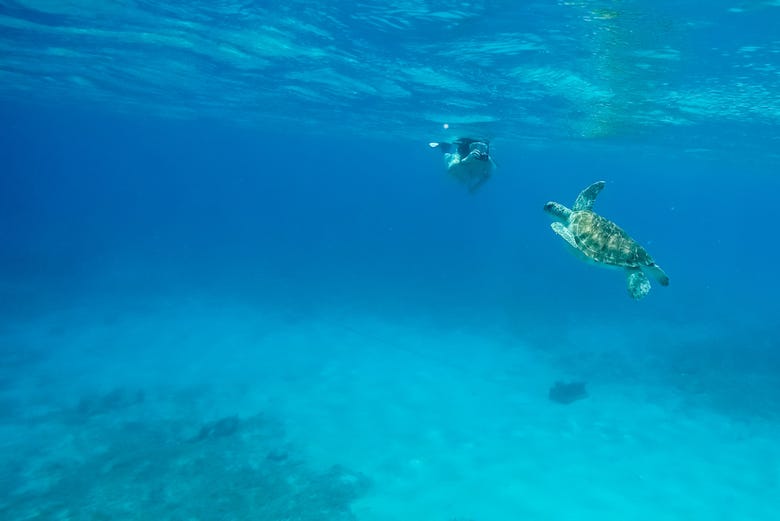 Snorkel com tartarugas marinhas