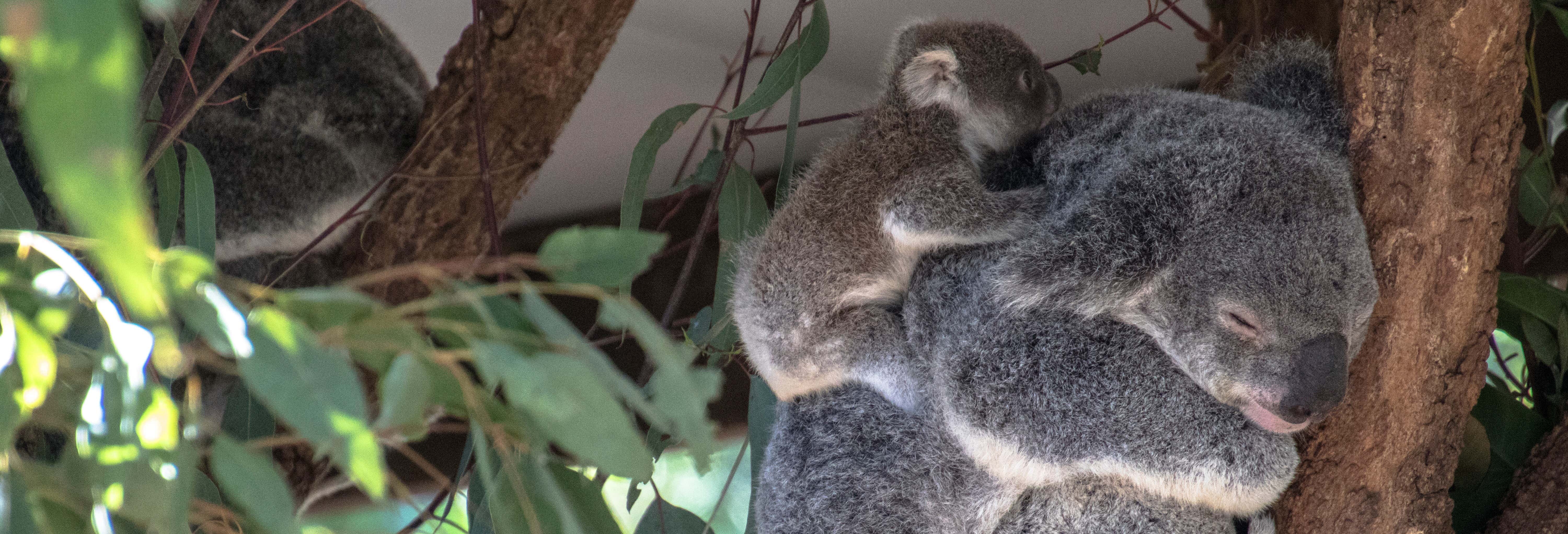 Paseo en barco + Santuario de koalas